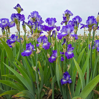Reblooming German Iris City Lights