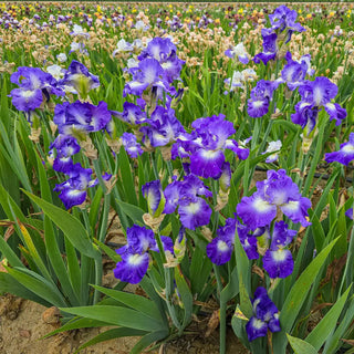Reblooming German Iris City Lights