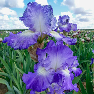 Reblooming German Iris City Lights