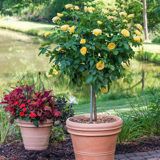 24" Tree Rose Sparkle & Shine™