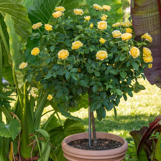 24" Tree Rose Sparkle & Shine™