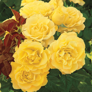 24" Tree Rose Sparkle & Shine™