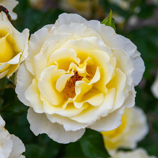 24" Tree Rose White Licorice™