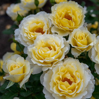 24" Tree Rose White Licorice™