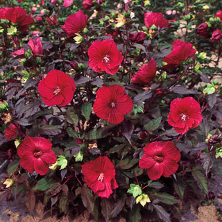 Hibiscus Midnight Marvel