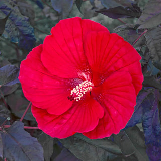 Hibiscus Midnight Marvel