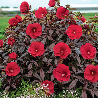 Hibiscus Midnight Marvel