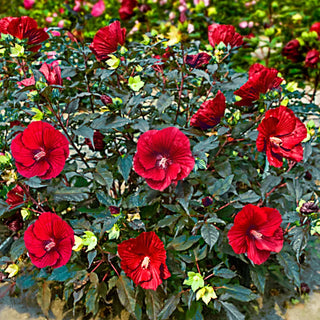 Hibiscus Midnight Marvel