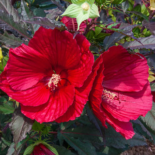 Hibiscus Midnight Marvel