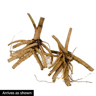 Hibiscus Midnight Marvel