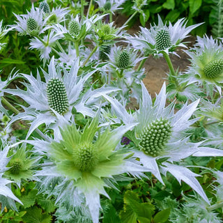 Eryngium Silver Wave