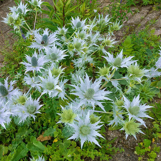 Eryngium Silver Wave