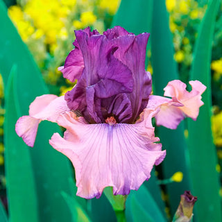 German Iris Finishing School