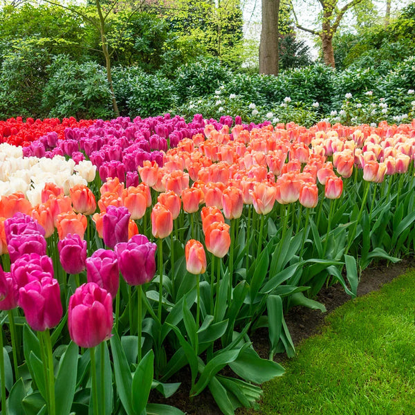 63649_grande.webp?v=1742995154