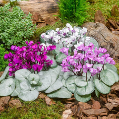 Pewter Leaf Mix - Cyclamen coum | K. van Bourgondien