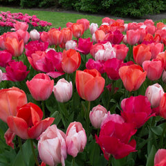 Sealed With a Kiss Tulip Mix - Spring Bulbs | Dutch Bulbs