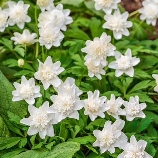 Vestal Double-Flowered Wood Anemone (A. nemorosa 'Vestal')