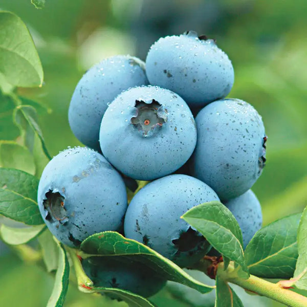 Northland Semi-Dwarf Blueberry – K. van Bourgondien