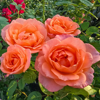 24" Tree Rose Jump for Joy™