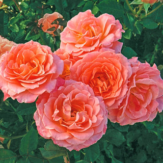 24" Tree Rose Jump for Joy™