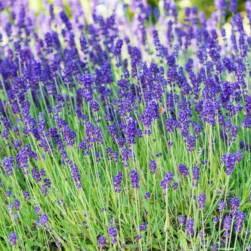 lavender large plants Phenomenal® Lavender