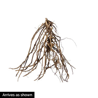 Hardy Tall Phlox Red