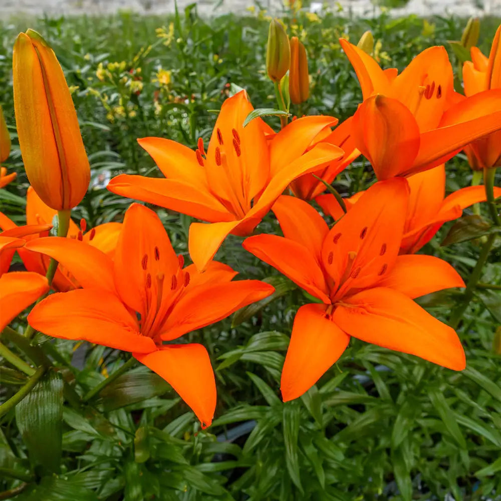 trogon asiatic lily Orange Ton Asiatic Lily