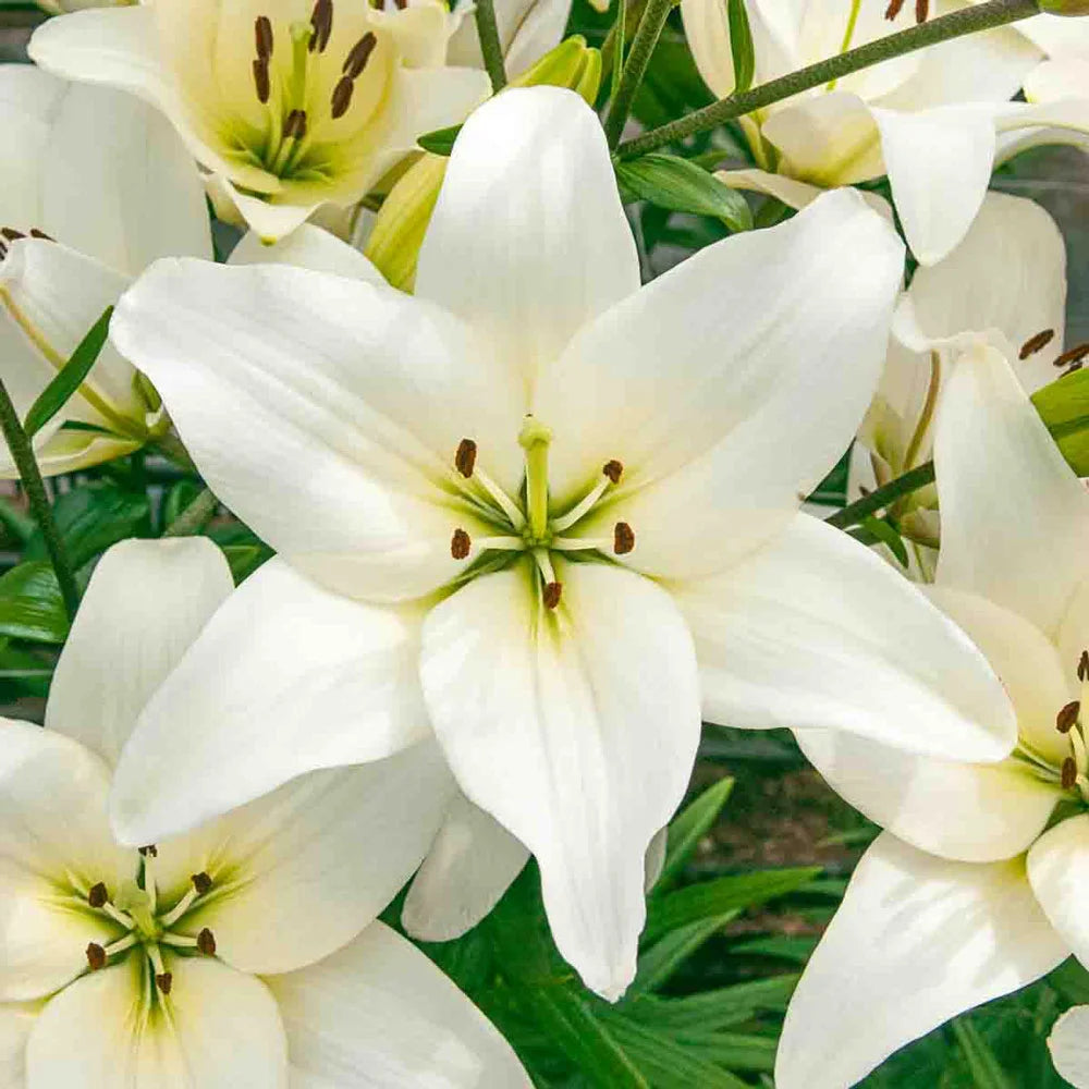 white lily diamonds Bright Diamond Asiatic Lily