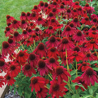 Echinacea Salsa Red