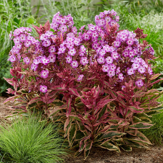 Hardy Tall Phlox Olympus