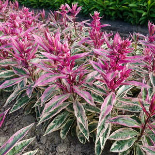 Hardy Tall Phlox Olympus