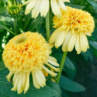 Coneflower Lemon Drop