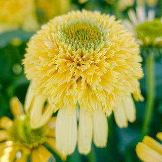 Coneflower Lemon Drop