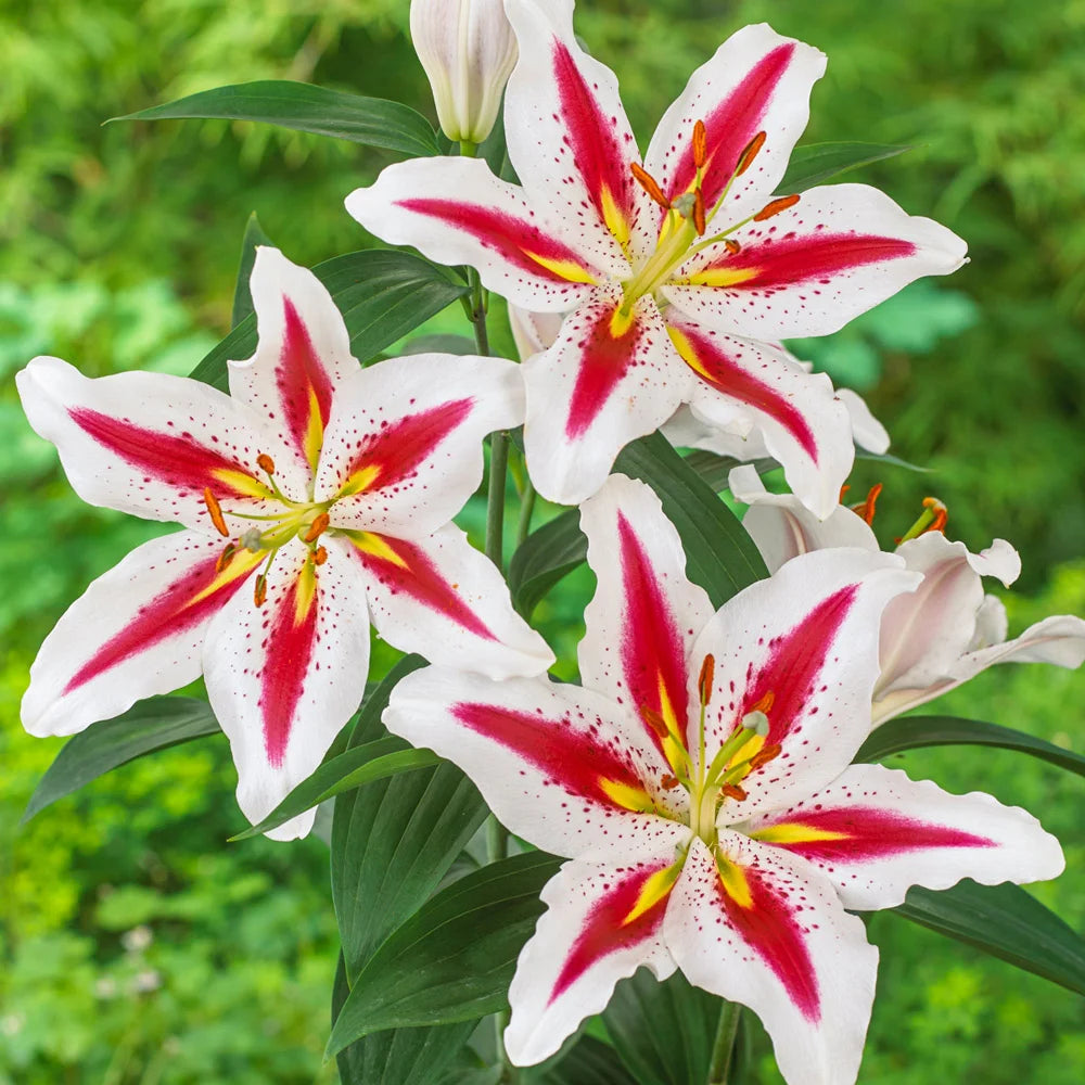 hyb asiatic lily Oriental Lily Big Smile