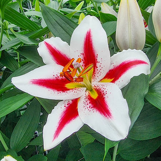 Oriental Lily Big Smile