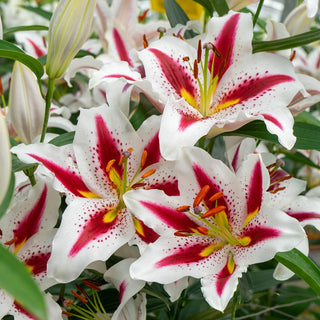 Oriental Lily Big Smile