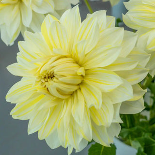 Dinnerplate Dahlia La Luna