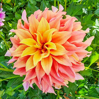 Dinnerplate Dahlia Tyrell