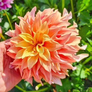 Dinnerplate Dahlia Tyrell