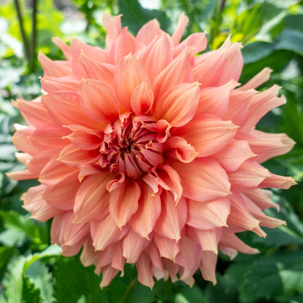 Fairway Spur Dinnerplate Dahlia | K. van Bourgondien – Dutch Bulbs