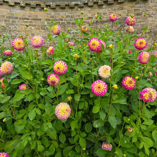 Giant Ball Dahlia Hapet Daydream