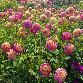 Giant Ball Dahlia Hapet Daydream