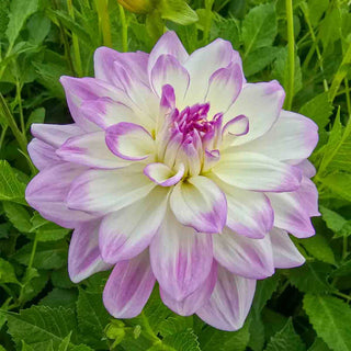 Decorative Dahlia Mikayla Miranda