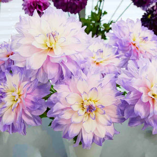 Decorative Dahlia Mikayla Miranda