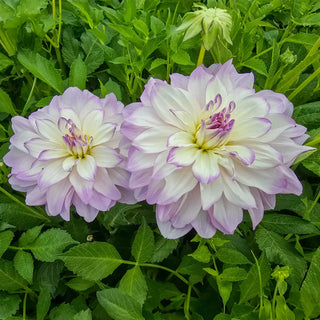 Decorative Dahlia Mikayla Miranda