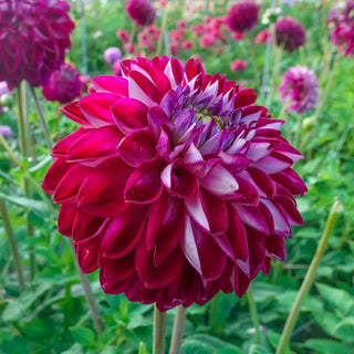 Decorative Dahlia Embassy