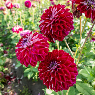 Decorative Dahlia Embassy