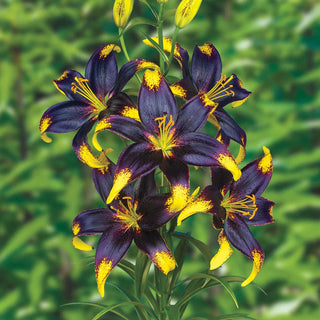 Asiatic Lily Lionheart