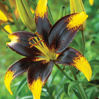 Asiatic Lily Lionheart