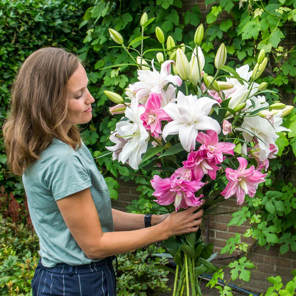 double asiatic lilies Double Oriental Lily Lotus Mix